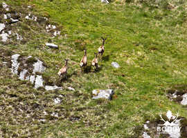 Expert Deer Management Plans in the UK