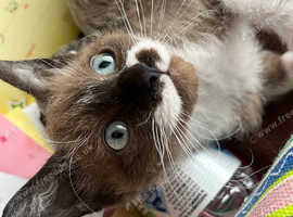 1/4 Siamese, 1/4 LaPerm and 1/2 sphynx.