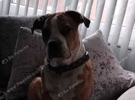 Pocketbully crossed with rockwhiler staff