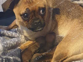 Jug puppies