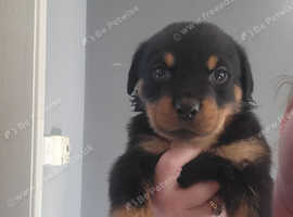 Beautiful little Rottweiler girl