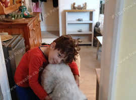 Loving sheperd to be rehomed urgently