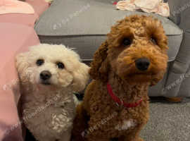 Cavachon girl