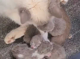 Beautiful kittens available