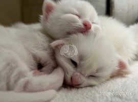 Quality Fluffy Adorable Turkish Angora Kittens