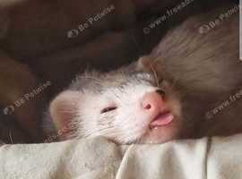 3 Amazing non Bonded Ferrets for Sale for their Forever loving home