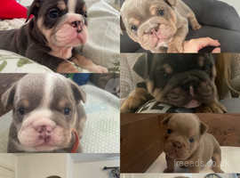 English bulldogs for clearance sale near me