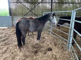 Registered NF Gelding