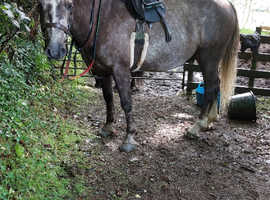14hh 5 year old gelding for sale