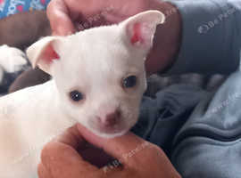 Chihuahua boy puppy