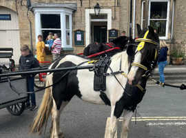 Ride and drive mare