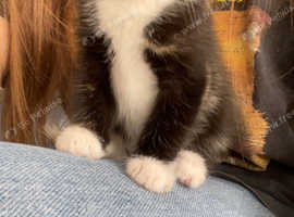 Female kitten