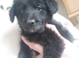 Toy poodle cross border collie