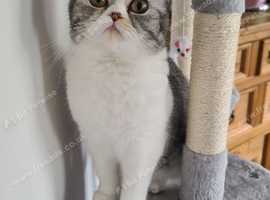 Lilah looking for her quiet forever home