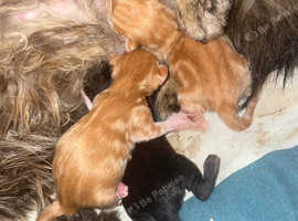 Half Maine coon Last fluffy black kitten available