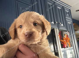 Stunning F1 standard labradoodles