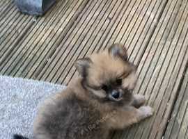 Beautiful Pomeranian puppies in Gainsborough