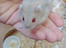 Baby dwarf hamsters