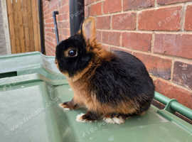 Black and tan buck kit available 9 weeks