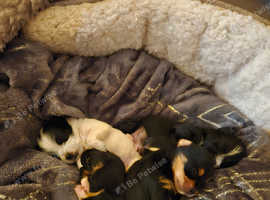 Yorkshire scottie terriers