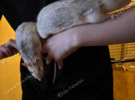 Rats