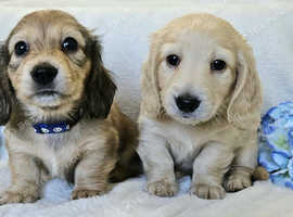 Beautiful long haired mini dachshund, boys