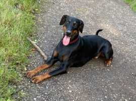 **Stunning Black & Tan Male&  Female Puppies Available