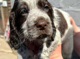 Cocker spaniel puppies