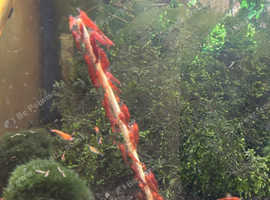 Cherry shrimp
