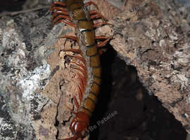 Female S. Subspinipes with setup