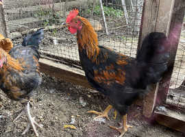 ( all sold )9 Roosters / cockerels, for sale mixed breed