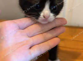 Kittens (x2 litters)
