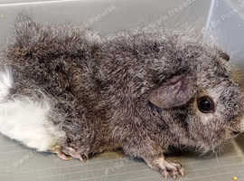 Male guinea pigs for sale