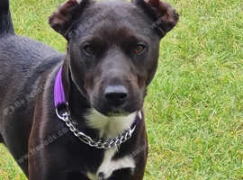 Teddy Is A 2 Year Old Patterdale X in Redcar Ts10 on Freeads ...