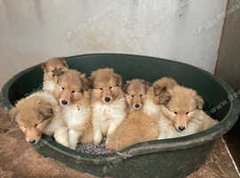 KC Registered Sable and White Rough Collie puppies available