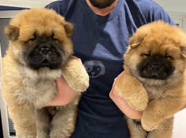 55+ Chow Chow Puppies For Sale Uk Kennel Club