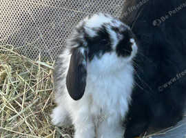 French lops