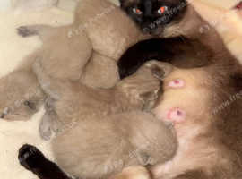 1/2 Gorgeous Siamese kittens