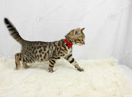 Last Little Bengal Girl Available!