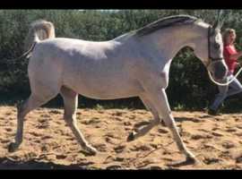Arabian mare