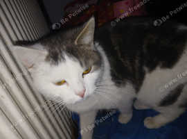 Grey and white fluffy cat