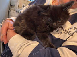 GORGEOUS MALE NORWEGIAN FOREST KITTEN