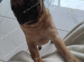 Pug
