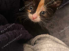 Female kitten