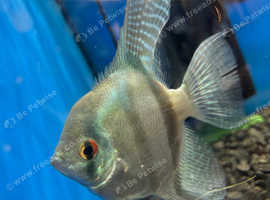 Angel fish male