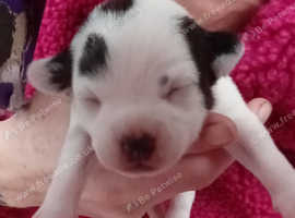 Staff cross pups