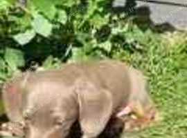 2 Isabella Tan miniature Dachshund puppies for sale