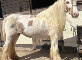 Beautiful 13h mare