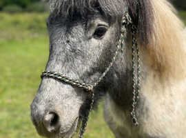 Stunning spotty Shetland x DHP