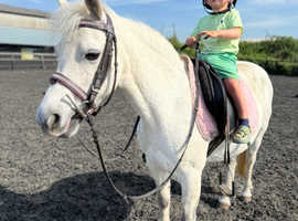 Brilliant little kids pony.